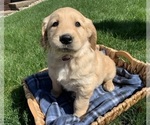 Small #7 Golden Retriever