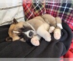 Small Photo #2 Akita Puppy For Sale in COLLINSVILLE, OK, USA