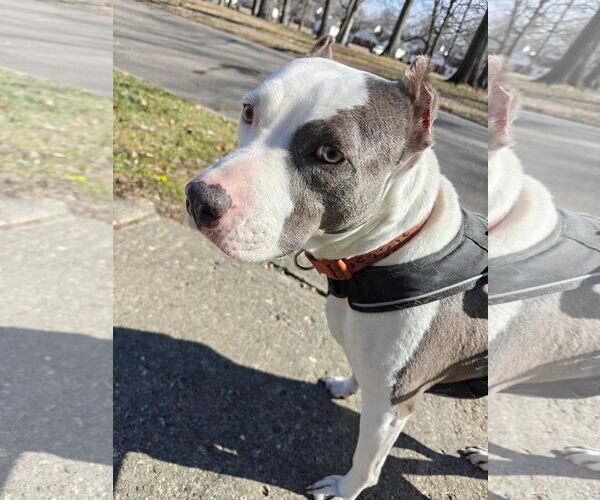 Medium Photo #2 American Pit Bull Terrier-Unknown Mix Puppy For Sale in Germantown, OH, USA