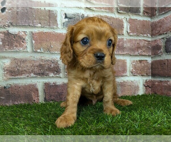Medium Photo #10 Cavalier King Charles Spaniel Puppy For Sale in MOBERLY, MO, USA