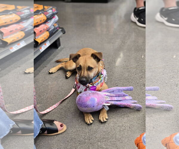 Medium Photo #2 Chihuahua-Unknown Mix Puppy For Sale in Minneapolis, MN, USA