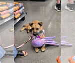 Small #1 Chihuahua Mix
