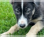 Small Photo #24 German Shepherd Dog Puppy For Sale in JURUPA VALLEY, CA, USA