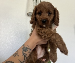 Cavapoo Puppy for sale in MURRIETA, CA, USA