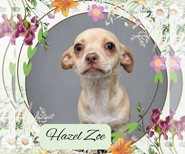 Medium Photo #1 Chiweenie Puppy For Sale in San Antonio, TX, USA