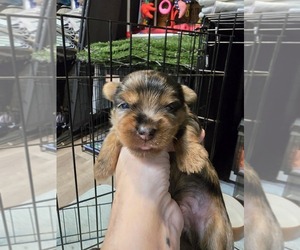 Yorkshire Terrier Litter for sale in BELLEVILLE, IL, USA