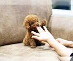 Small Photo #3 Poodle (Miniature) Puppy For Sale in FULLERTON, CA, USA