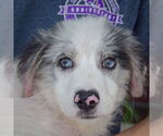 Small #5 Australian Shepherd Mix