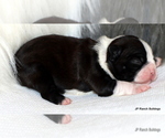 Small Photo #8 Boston Terrier Puppy For Sale in WINNSBORO, TX, USA