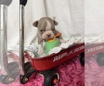 Small Photo #3 Boston Terrier Puppy For Sale in FREDONIA, KS, USA