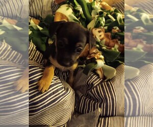 Affenhuahua Puppy for sale in ATHENS, OH, USA