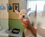Small #14 French Bulldog