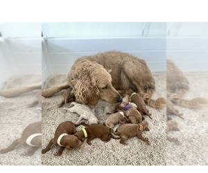 Mother of the Goldendoodle puppies born on 05/01/2022