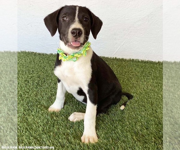 Medium Photo #2 Borador Puppy For Sale in San Diego, CA, USA