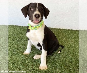 Makayla - Female Borador Dog for Adoption - Photo #2