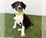 Small Photo #2 Borador Puppy For Sale in San Diego, CA, USA