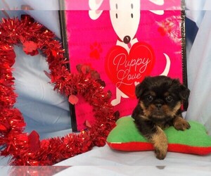Brussels Griffon Puppy for sale in CASSVILLE, MO, USA