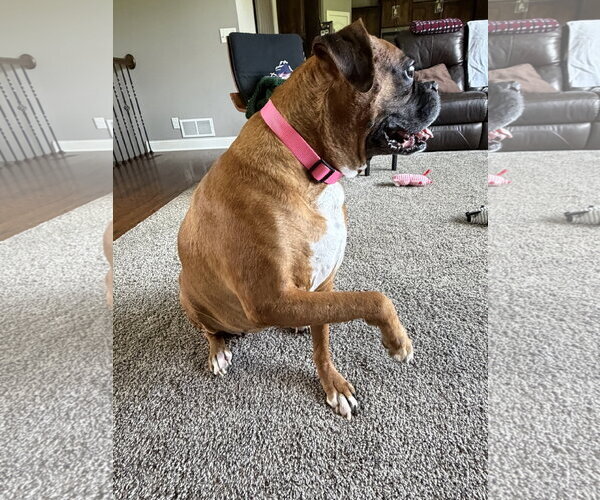 Medium Photo #2 Boxer Puppy For Sale in Burnsville, MN, USA