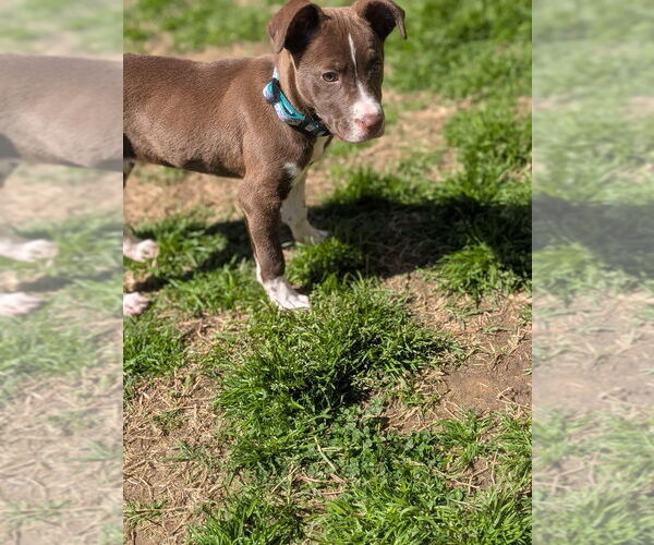 Medium Photo #2 Border Collie-Unknown Mix Puppy For Sale in garner, NC, USA