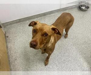 Unknown-Vizsla Mix Dogs for adoption in Fort Collins, CO, USA
