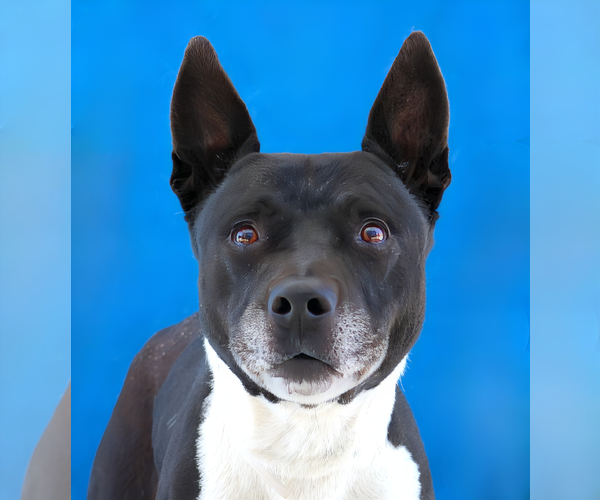 Medium Photo #1 Mutt Puppy For Sale in Pasadena, CA, USA
