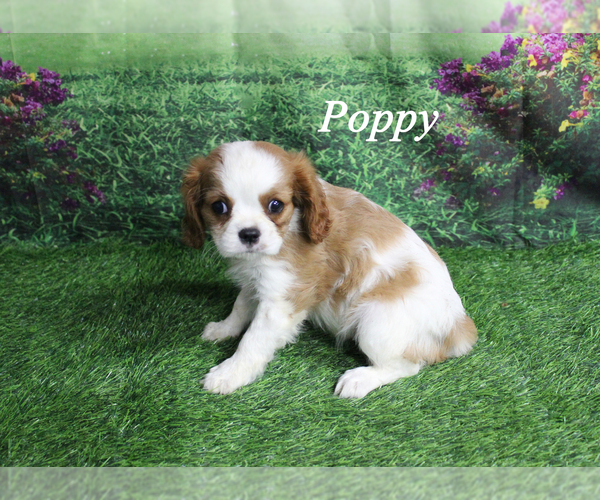 Medium Photo #1 Cavalier King Charles Spaniel Puppy For Sale in CHANUTE, KS, USA