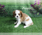 Image preview for Ad Listing. Nickname: Poppy