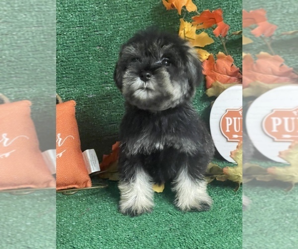 Medium Photo #5 Schnauzer (Miniature) Puppy For Sale in FORT PIERCE, FL, USA