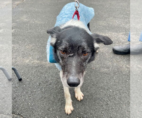 Medium Photo #12 Border Collie Puppy For Sale in Canton, CT, USA