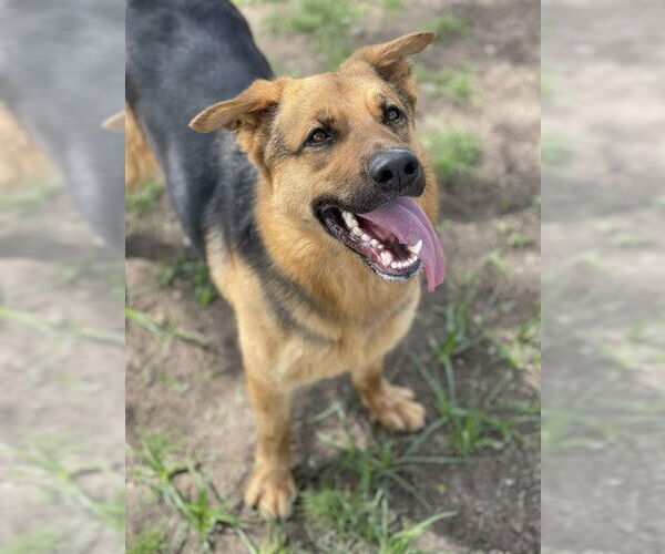 Medium Photo #2 German Shepherd Dog-Unknown Mix Puppy For Sale in Conroe, TX, USA