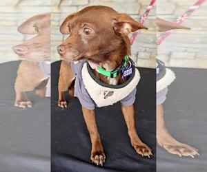 Lola from Mexico - Female Chihuahua Dog for Adoption - Photo #3