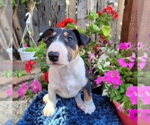 Bull Terrier Puppy for sale in SUSANVILLE, CA, USA