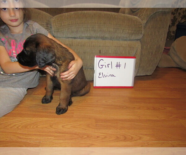 Medium Photo #22 Mastiff Puppy For Sale in FARMERVILLE, LA, USA