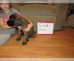 Small Photo #22 Mastiff Puppy For Sale in FARMERVILLE, LA, USA