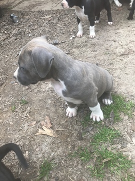 Medium Photo #30 American Pit Bull Terrier Puppy For Sale in GRIFFIN, GA, USA