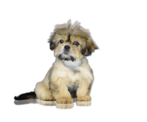 Shih Tzu Puppy for sale in SAN DIEGO, CA, USA
