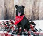 Small #4 Border Collie Mix