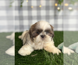 Shih Tzu Puppy for sale in MARIETTA, GA, USA