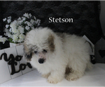 Stetson - Male Poodle (Miniature) Puppy for Sale - Photo #17