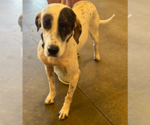 Small #1 Border Collie-Pointer Mix