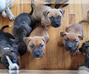 Bull Terrier-Bullmastiff Mix Puppy for sale in DENVER, CO, USA