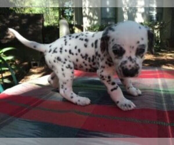 Medium Photo #2 Dalmatian Puppy For Sale in JACKSONVILLE, FL, USA