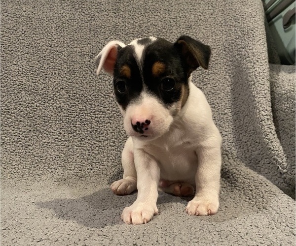 Medium Photo #16 Jack Russell Terrier Puppy For Sale in RICHMOND, MI, USA
