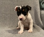 Small #15 Jack Russell Terrier