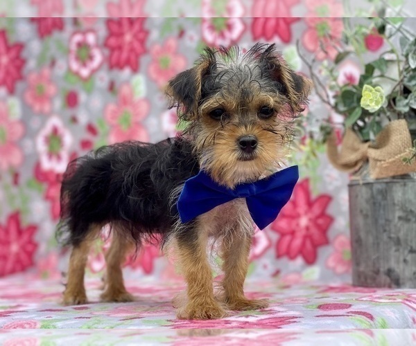Medium Photo #4 YorkiePoo Puppy For Sale in LANCASTER, PA, USA
