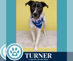 Small #1 Beagle-Pointer Mix