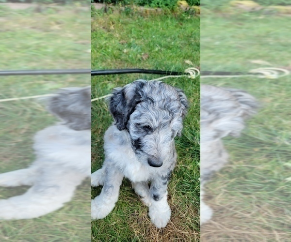 Medium Photo #2 Aussiedoodle Puppy For Sale in YACOLT, WA, USA
