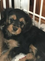 Cavalier King Charles Spaniel-Shorkie Tzu Mix Puppy for sale in ITHACA, NY, USA