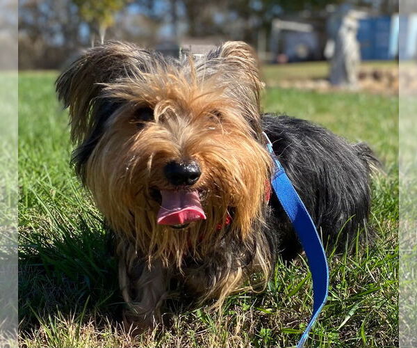 Medium Photo #10 Mutt Puppy For Sale in Pacolet, SC, USA