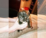 Small Photo #4 Cane Corso Puppy For Sale in SPRINGFIELD, MO, USA